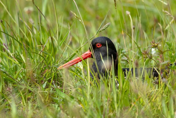 Foto van een scholekster, Lauwersmeer