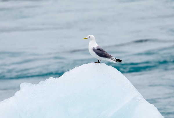 Foto van een drieteenmeeuw, Vatnajökull, IJsland