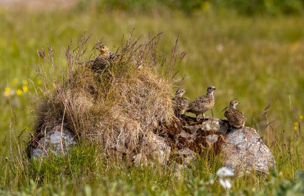 Foto van alpensneeuwhoenders, IJsland