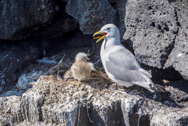 Foto van drieteenmeeuwen, IJsland