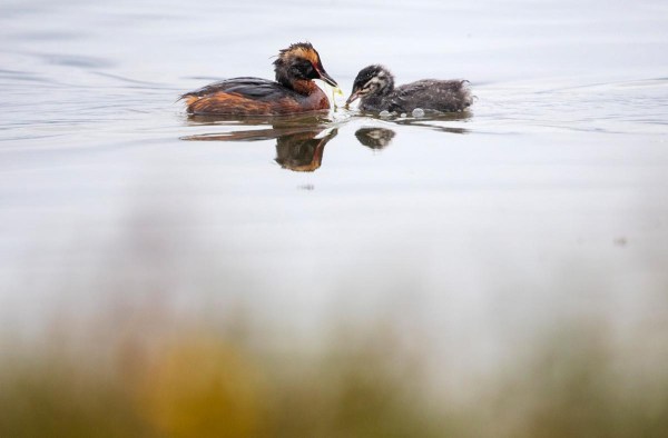 Foto van kuifduikers, IJsland
