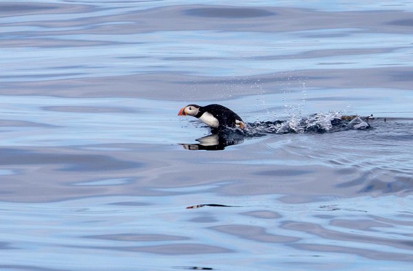 Foto van een papegaaiduiker, IJsland