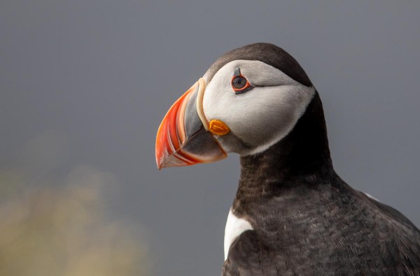 Foto van een papegaaiduiker, IJsland