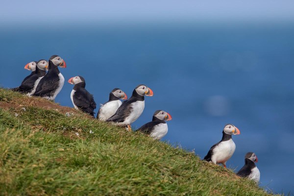 Foto van papegaaiduikers, IJsland