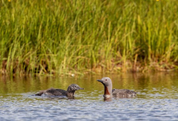 Foto van roodkeelduikers, IJsland