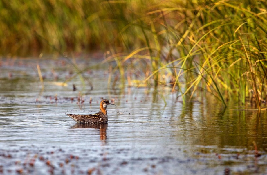 Foto van een grauwe franjeloos, IJsland