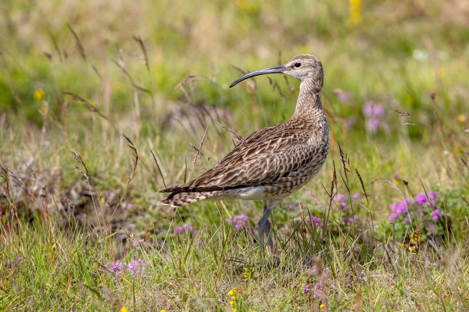 Foto van een regenwulp, IJsland