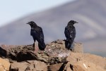 Raven op IJsland