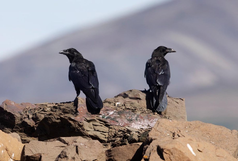 Foto van raven, IJsland