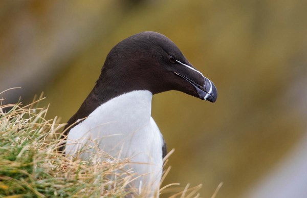 Foto van een alk, IJsland