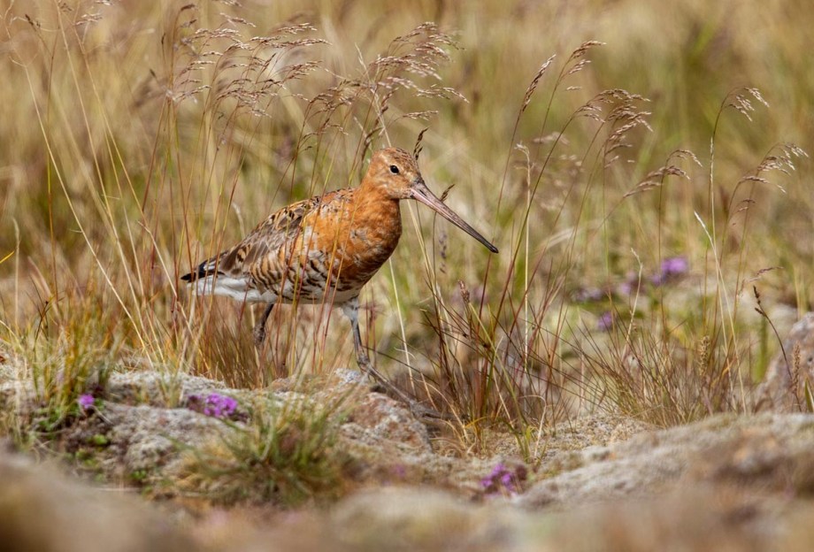 Foto van een grutto, IJsland