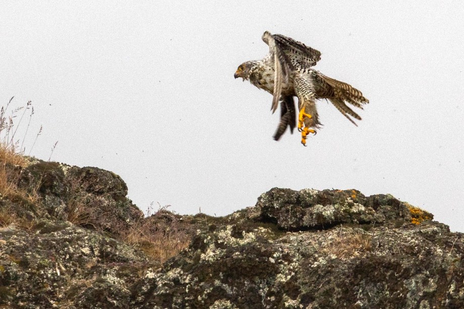 Foto van een giervalk, IJsland