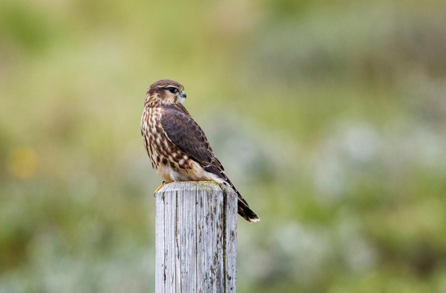 Foto van een smelleken, IJsland