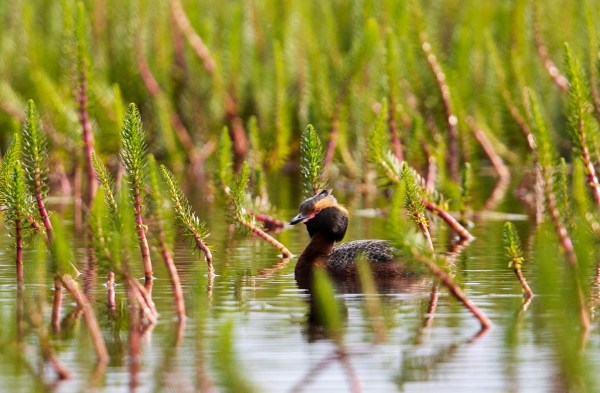 Foto van een kuifduiker, IJsland