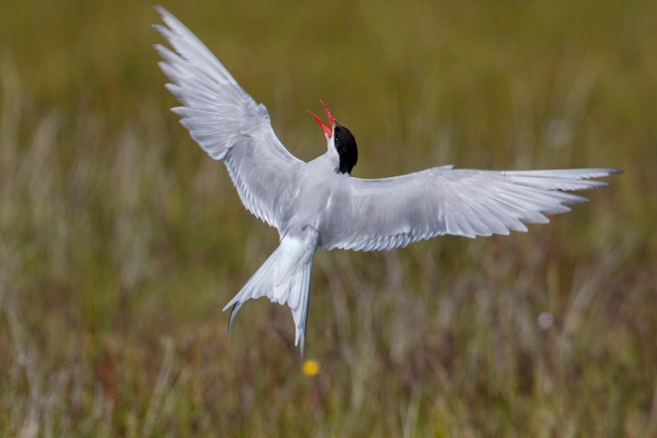 Foto van een noordse stern, IJsland
