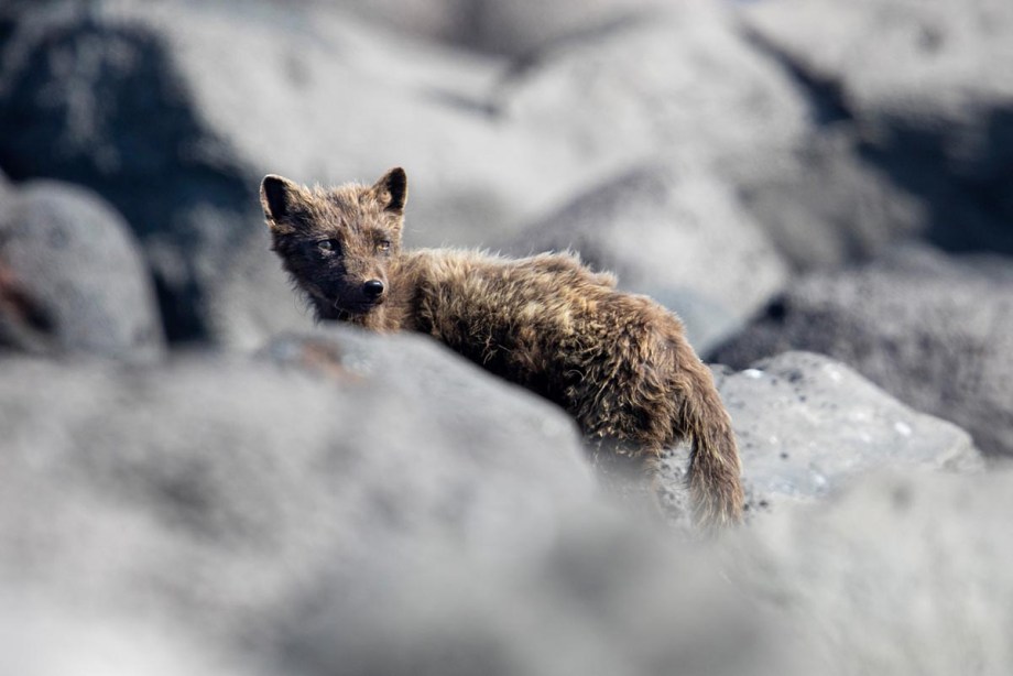Foto van een poolvos, IJsland