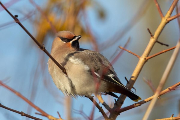 Foto van een pestvogel, Lauwersmeer