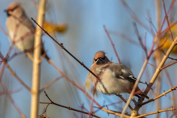 Foto van pestvogels, Lauwersmeer