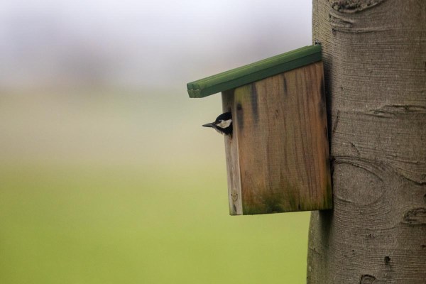 Foto van een Grote bonte specht in een nestkast