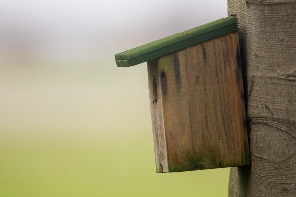 Foto van een Grote bonte specht in een nestkast