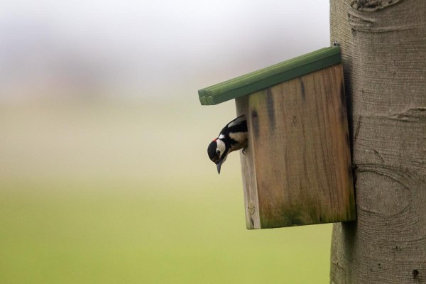 Foto van een Grote bonte specht in een nestkast