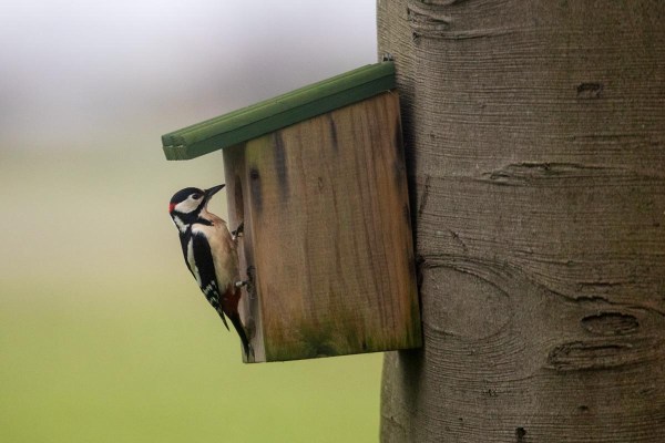 Foto van een Grote bonte specht in een nestkast