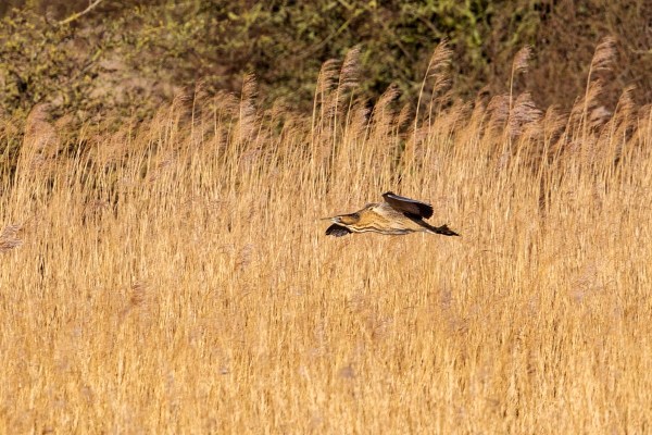 Foto van een roerdomp, Nationaal Park Lauwersmeer
