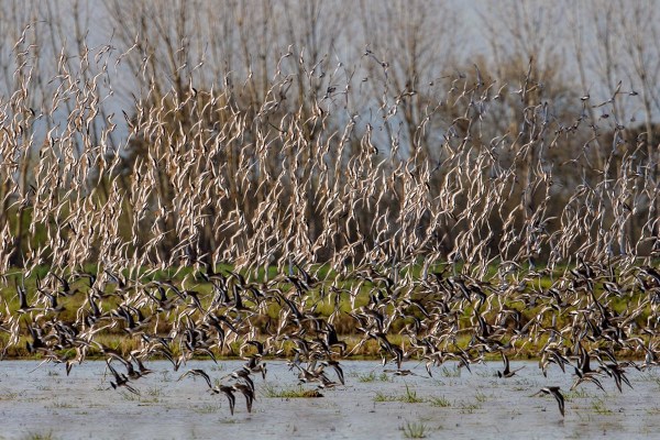 Foto van grutto's bij Lissabon, Portugal