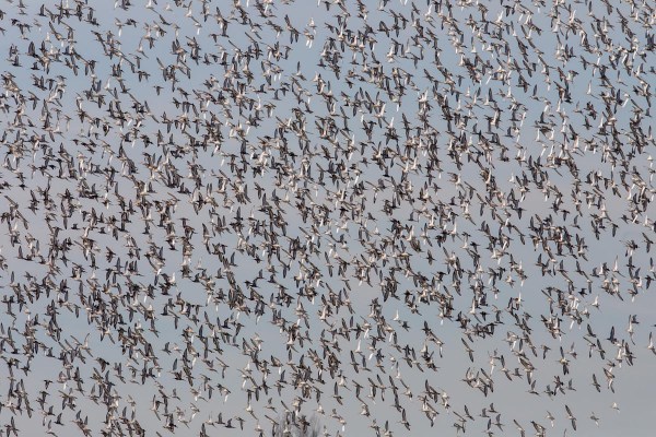Foto van grutto's bij Lissabon, Portugal