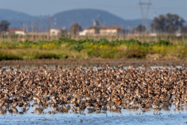 Foto van grutto's bij Lissabon, Portugal