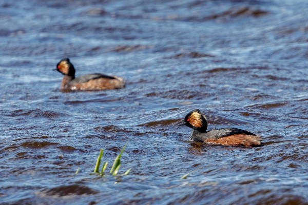 Foto van geoorde futen