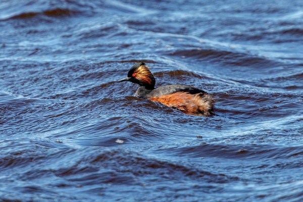 Foto van een geoorde fuut