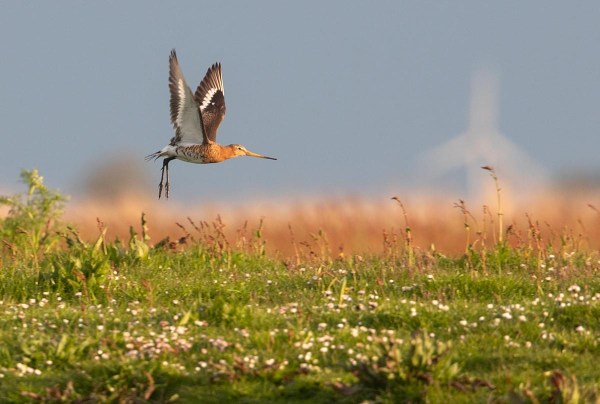 Foto van een grutto, Gruttoland, Wommels
