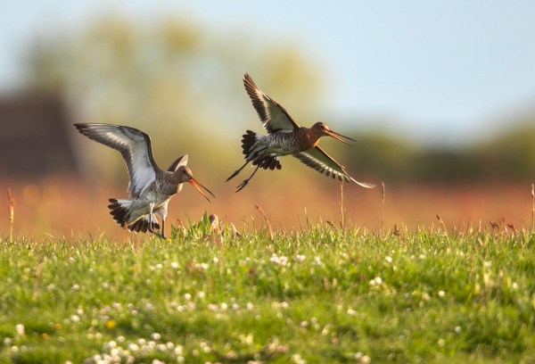 Foto van grutto's, Gruttoland, Wommels