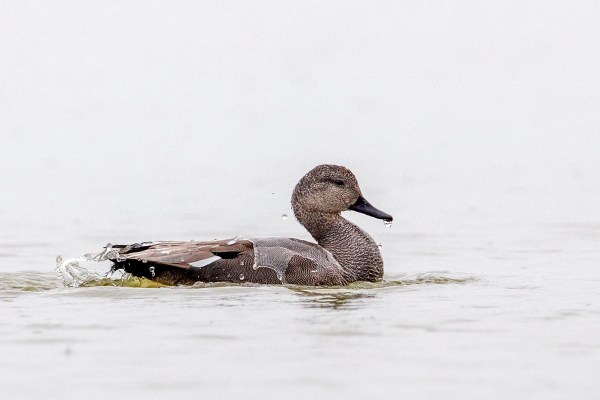 Foto van een krakeend, Gruttoland, Wommels