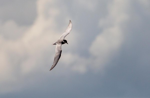 Foto van een witwangstern