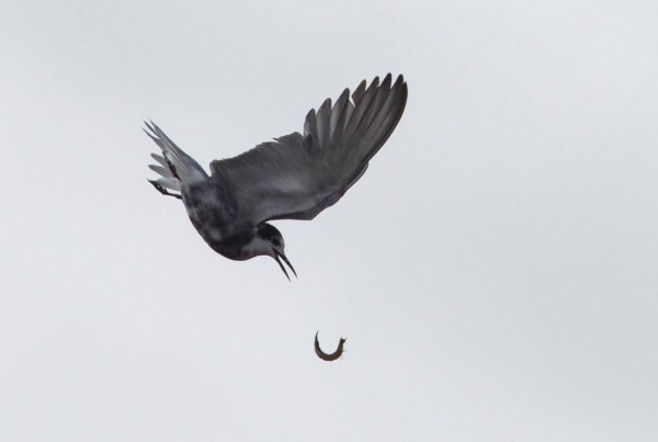 Foto van een witwangstern