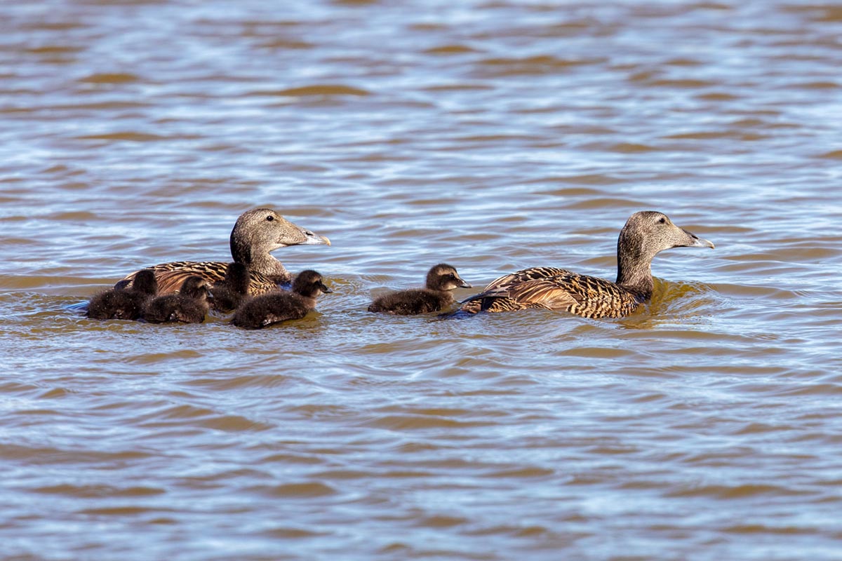 Foto van eiders, Texel