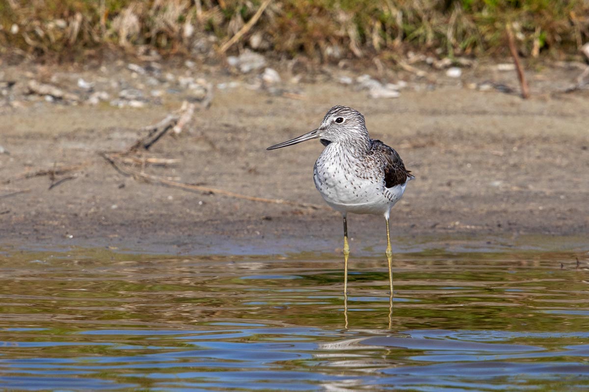 Foto van een groenpootruiter, Texel