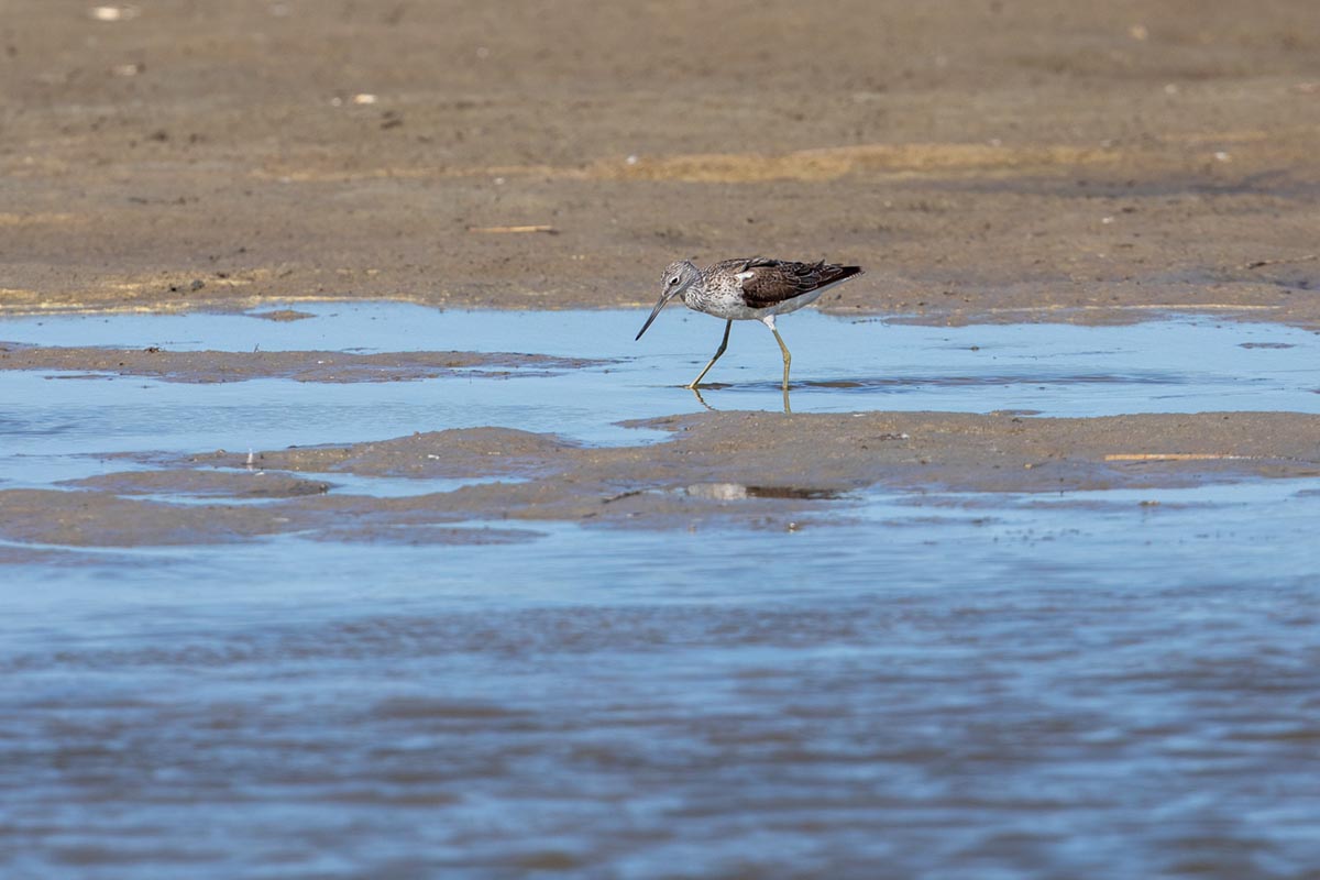 Foto van een groenpootruiter, Texel