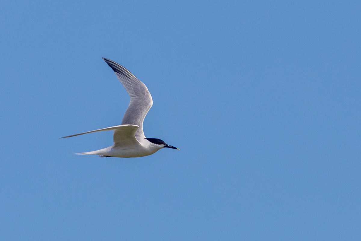 Foto van een grote stern, Texel