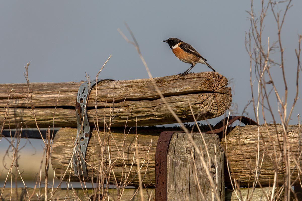 Foto van een roodborsttapuit, Nationaal Park Lauwersmeer