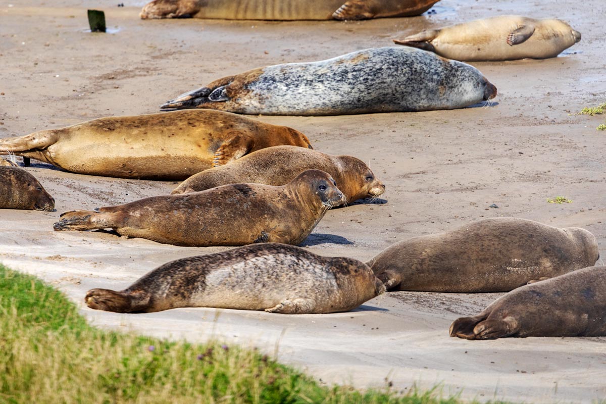 Foto van gewone zeehonden, Dollard
