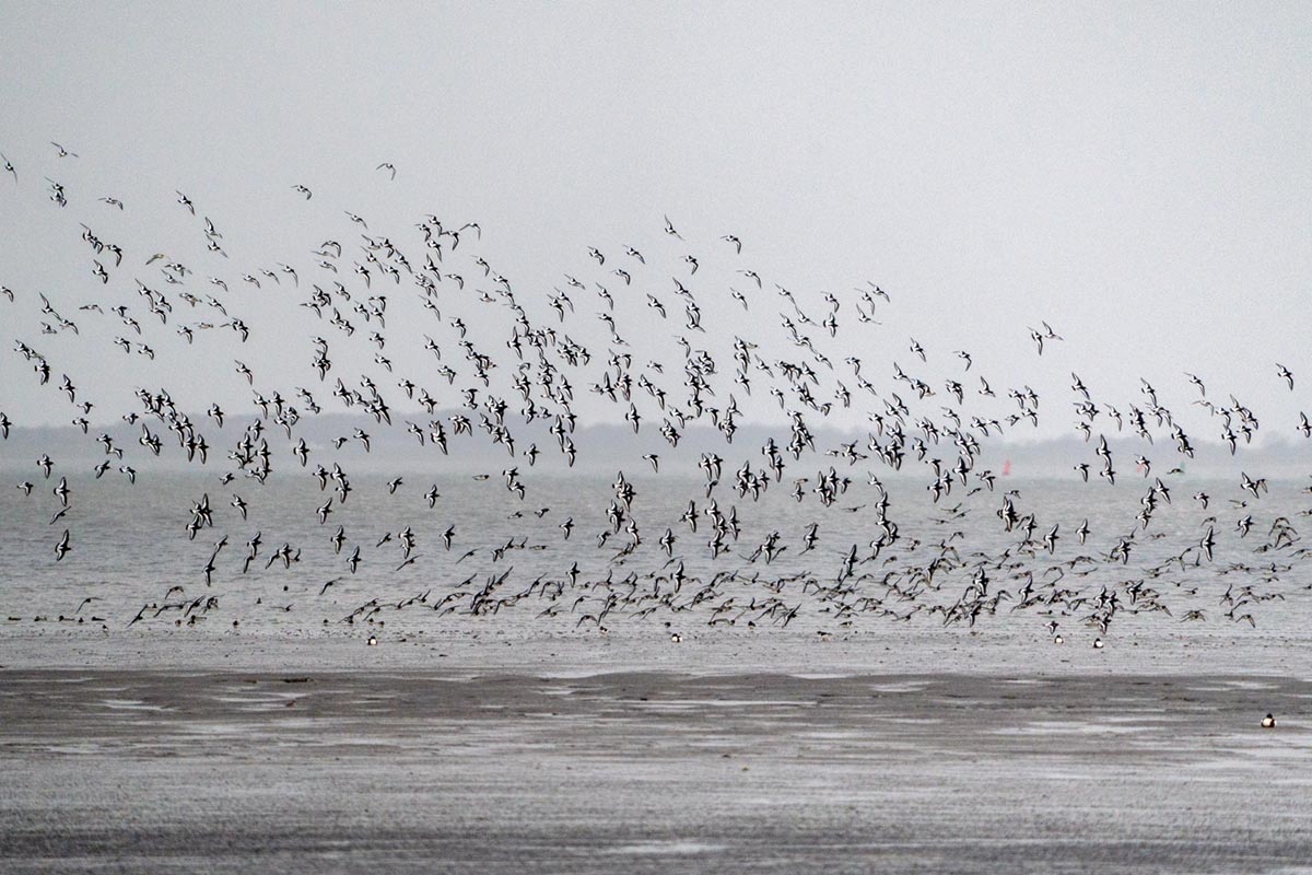 Foto van scholeksters, Peazemerlannen
