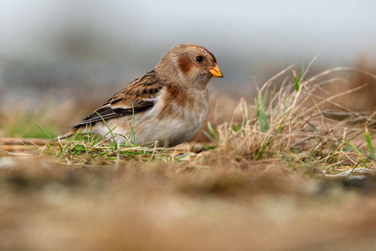 Foto van een sneuuwgors, Peazemerlannen