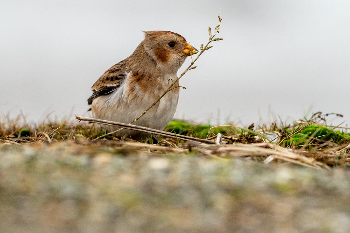 Foto van een sneuuwgors, Peazemerlannen