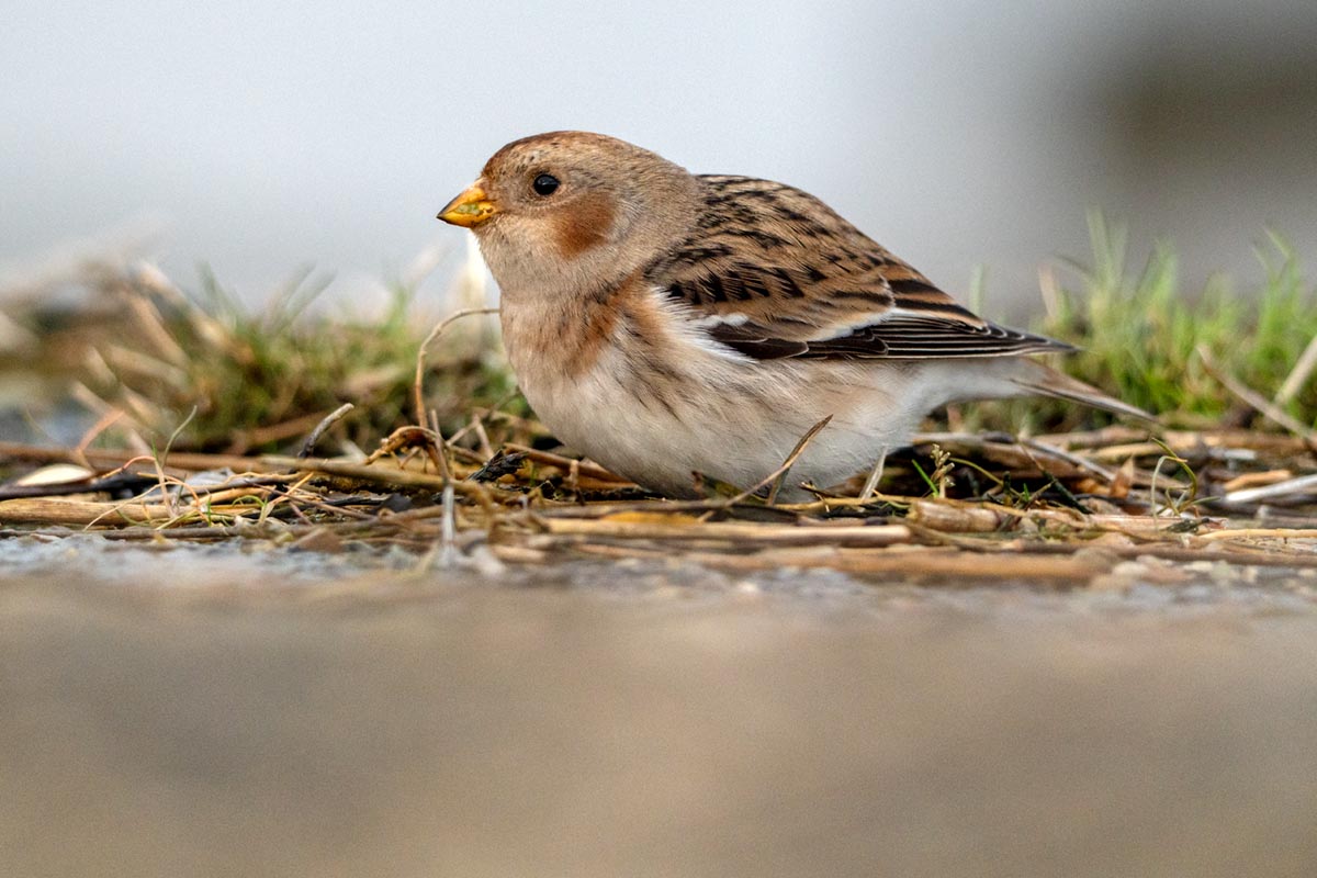 Foto van een sneuuwgors, Peazemerlannen