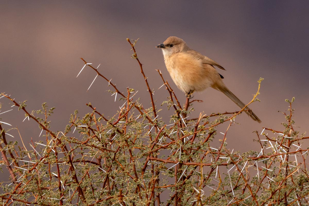 Foto van een bruingele babbelaar, Marokko