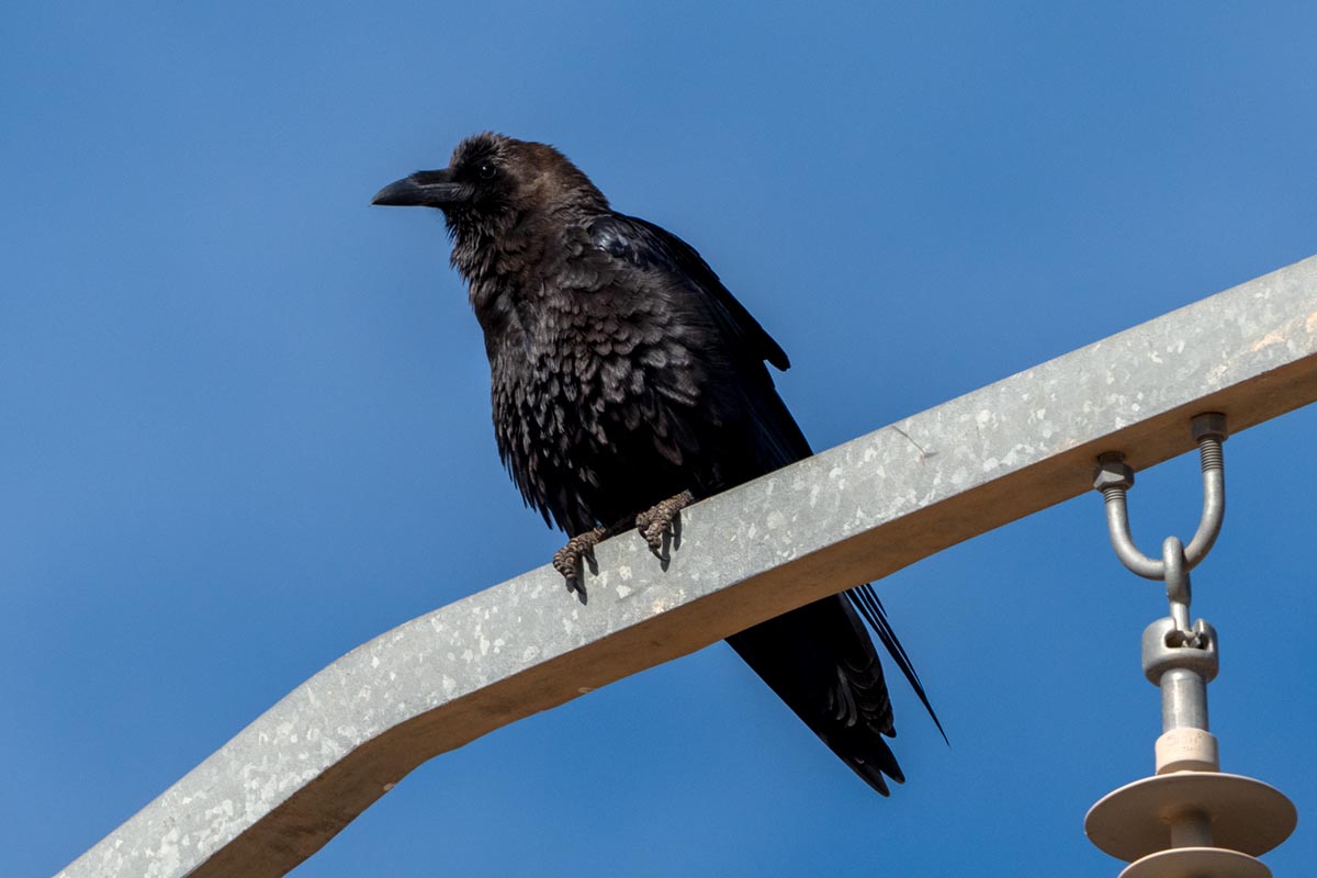 Foto van een bruinnekraaf, Marokko