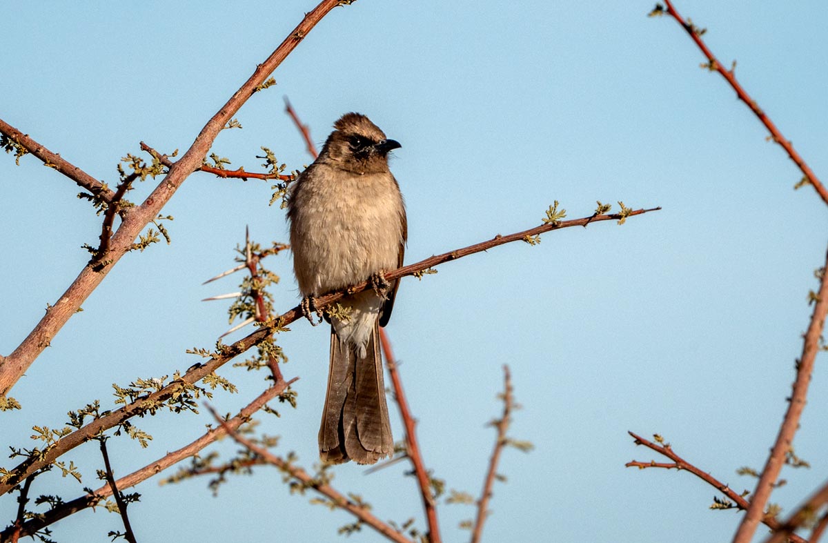 Foto van een Grauwe buulbuul, Marokko